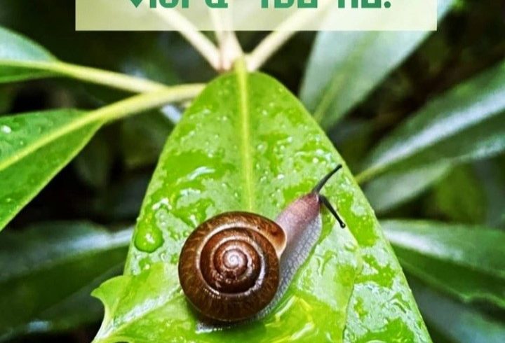 La Vibración de la Tierra